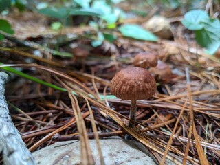 mushrooms in the grass spring season nature and outdoors landscape panoramic view 