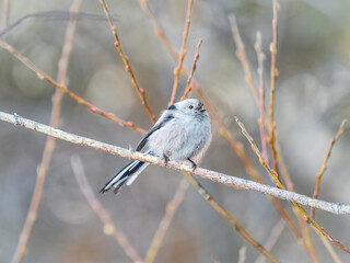 European long-tailed tit, latin name Aegithalos caudatus. A bird sitting on a branch in a deciduous forest.