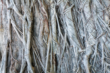 tangled Fig tree roots