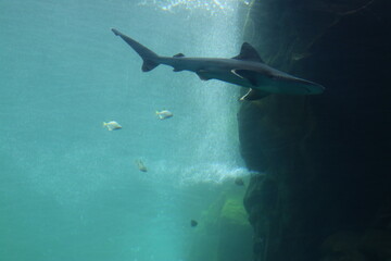 Fototapeta premium Scene in the aquarium, with a group of small fish below the whale shark