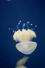 Small jellyfish swimming against a deep blue water background