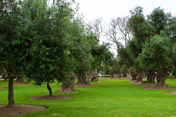 A grove of old trees in Peru