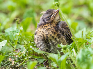 A fieldfare chick, Turdus pilaris, has left the nest and sitting on the spring lawn. A fieldfare...