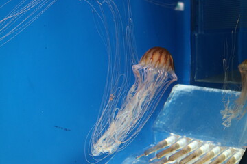 
Jellyfish with colorful markings are floating in the water