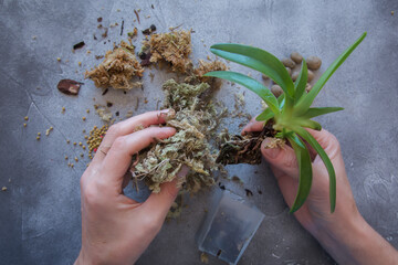 Repotting paphiopedulum orchid