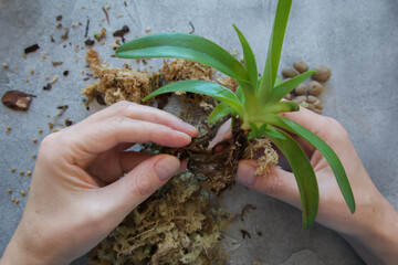 Preparing orchid for replanting in spring - obrazy, fototapety, plakaty