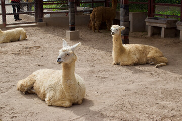 llamas and alpacas in a pen on a farm