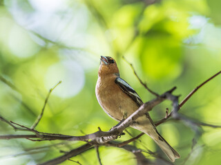 Common chaffinch, Fringilla coelebs, sits on a branch in spring on green background. Common chaffinch in wildlife.