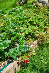 organic strawberries in the garden