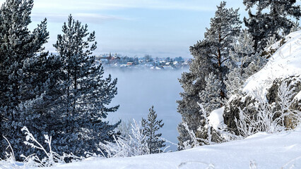 snow covered trees
