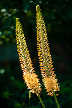 Eremurus isabellinus pinocchio cleopatra flowering ornamental plant