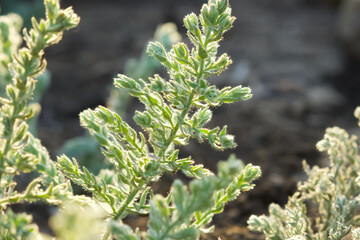 Cressa plant closeup.