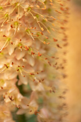 Eremurus isabellinus pinocchio cleopatra flowering ornamental plant