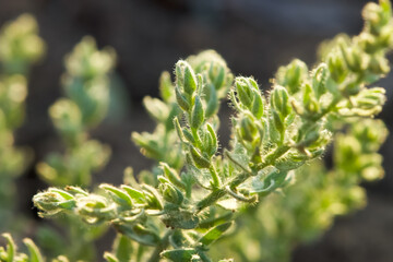 Cressa plant closeup.