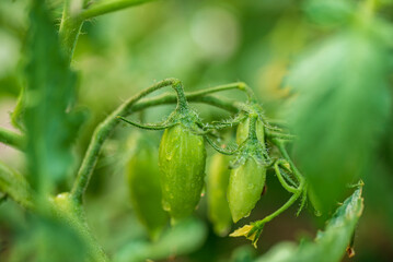 organic tomatoes in the garden