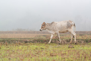 A white cow is walking in the harvested field in the morning mist at Mueang Khong, Chiang Dao, Chiang Mai, Thailand.