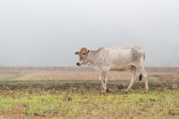 A white cow is walking in the harvested field in the morning mist at Mueang Khong, Chiang Dao, Chiang Mai, Thailand.