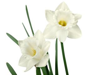 The spring cute white daffodils
