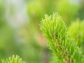 Fir branches with fresh shoots in spring.