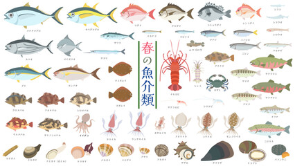 春が旬の魚介類。海鮮イラストセット。フラットなベクターイラスト。マグロ、タイ、ブリ、ヒラメ、メバル、青魚、タコやイカ、貝類、ウニ、イセエビ、川魚など60種類の魚介類イラストセット