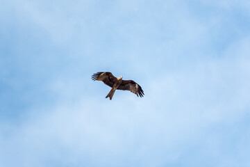 The bird of prey Black Kite flying in blue Sky