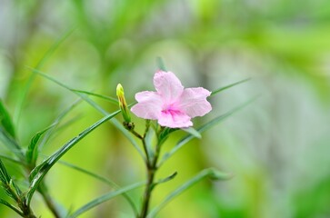 Ruellia tuberosa L., the ping waterkanon is blooming in the garden.
