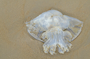 The jellyfish stranded on the beach. It looked as though it was dead.