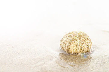 The sea urchins are washed up on the shore at the sandy beach.