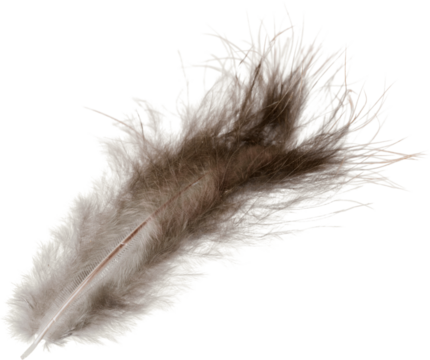 Brown Feather, Isolated