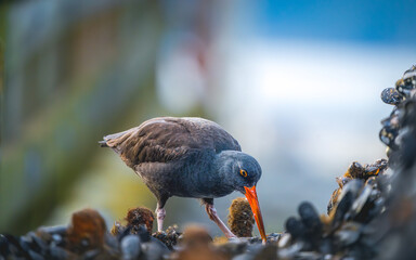 Black Oystercatcher looking for food by the sea