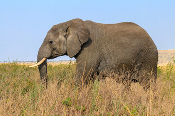 Fototapeta na wymiar African elephant in savanna in Serengeti National park in Tanzania