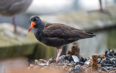 Black Oystercatcher looking for food by the sea