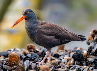 Black Oystercatcher looking for food by the sea