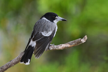 Australian adult Grey Butcherbird -Cracticus torquatus- perched tree branch relaxing green blurry bokeh background 