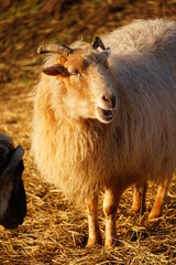 Sheep in the morning sunshine during golden hour. Grazing in nature. Sheep that follows and lives in groups. Herd with leader and followers.
