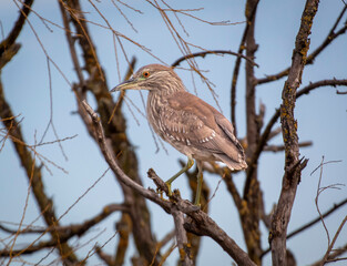 A Juvenile Night Heron in a tree