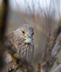 A Juvenile Night Heron in a tree