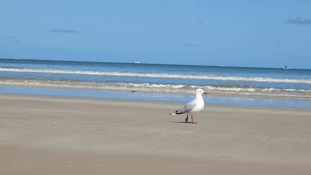 Sand Seagull Walking by Sea Seagull Walk on Beach Walking Seagull
