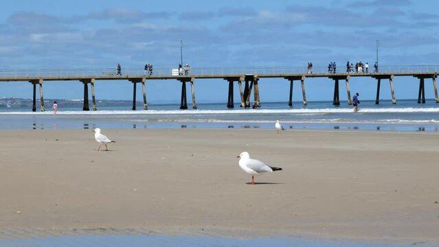 Seagull on Beach Glenelg Jetty Seagull by Sea Seagull on Sand