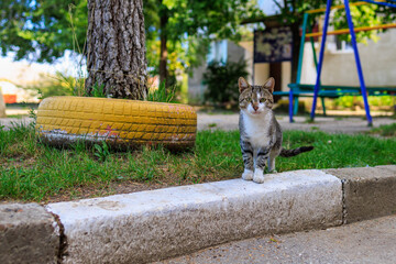 Street yard cute cat. Background with selective focus