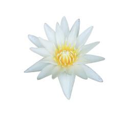 Lotus or Water lily or Nymphaea flower. Close up white lotus flower isolated on transparent background.