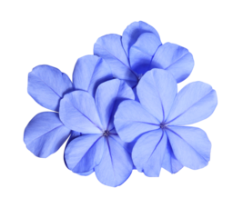 White plumbago or Cape leadwort flower. Close up small blue flower bouquet isolated on transparent background.