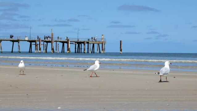 Glenelg Jetty Seagulls Walk by Ocean Seagulls on Beach