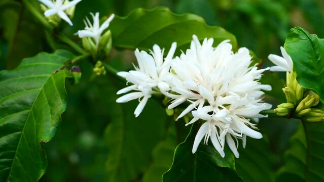 Honey bee on Robusta coffee blossom on tree plant with green leaf with black color in background. Petals and white stamens of blooming flowers