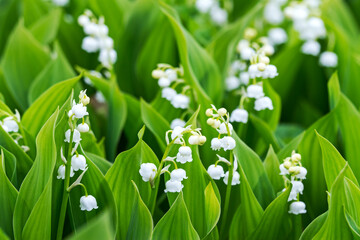 fresh spring lilies of the valley. blossoming flowers on natural green blurry background.