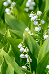 blossoming white flowers lily of the valley in garden at spring time.