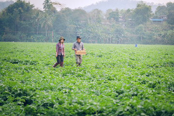 Fototapeta na wymiar Young couple smart farmers working in vegetables potatoes farm with happiness.