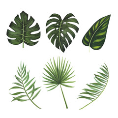 Set Tropic leaves Monstera, palm watercolor isolated on white. Watercolor hand drawn botanical llustration for design