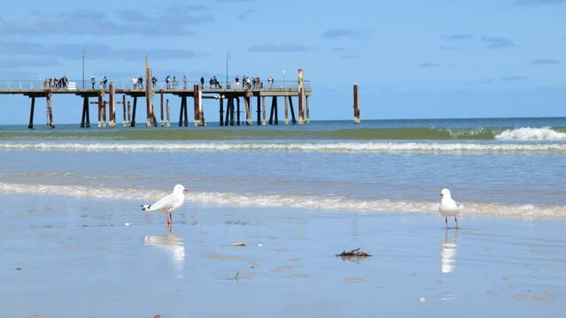 Glenelg Jetty Waves by Seagulls on Beach Seagull Reflection of Seagull