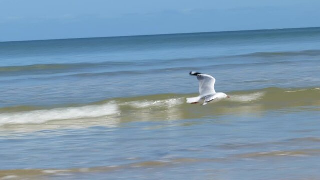Seagull Flying By Waves on Sea Seagull Fly Seagull Flying Over Ocean